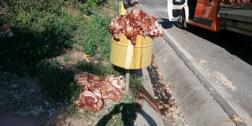 Găini moarte, aruncate pe marginea DN 14, în Sibiu. FOTO Turnul Sfatului