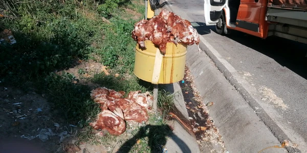 Găini moarte, aruncate pe marginea DN 14, în Sibiu. FOTO Turnul Sfatului