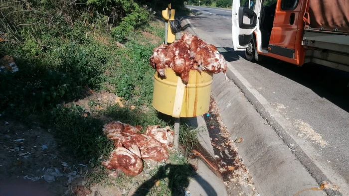 Găini moarte, aruncate pe marginea DN 14, în Sibiu. FOTO Turnul Sfatului