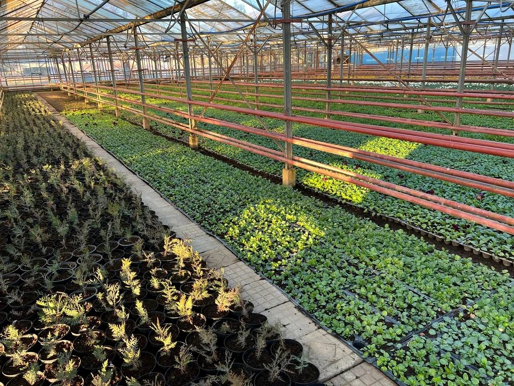 Serele cu plante ale sectorului 2