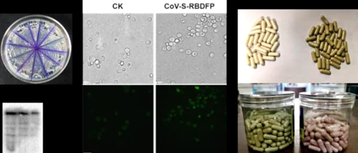 Vaccin coronavirus