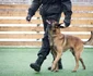 Uimitorul ciobănesc belgian Lachi în echipa de la Poliţia de Frontieră a Republicii Moldova cu antrenorul său Foto FB Ghenadie Rotaru