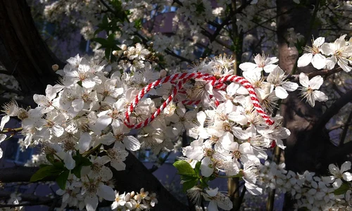 martisor in pom inflorit foto pixabay jpg