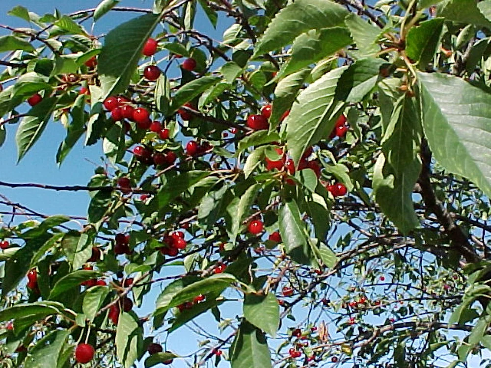 Staţiunea de cercetare Istriţa va avea o producţie mai mică