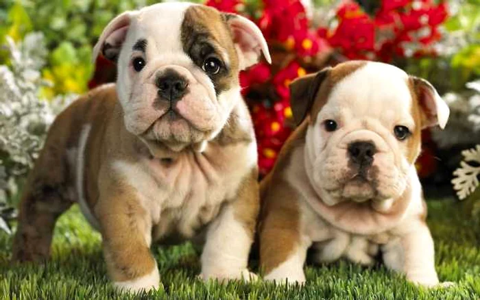 bulldog puppy