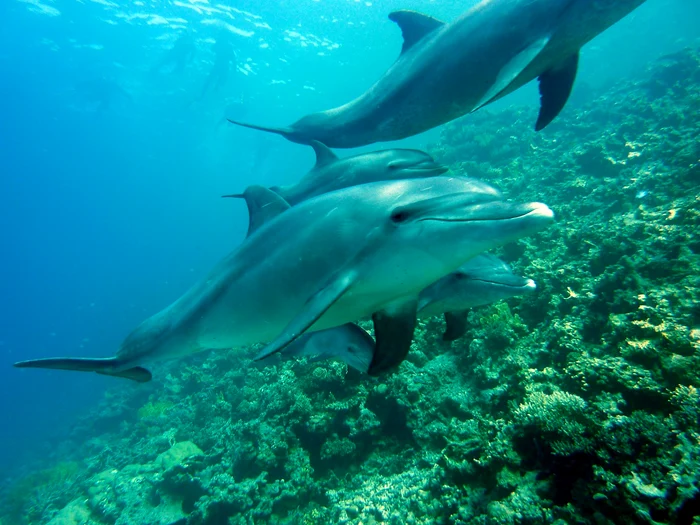 Delfinii pot fi văzuți frecvent în largul coastelor Mexicului. FOTO: Pixabay