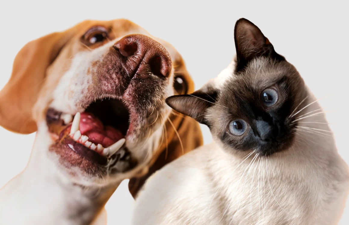 Animalele de companie nu trebuie hrănite cu alimente pe care le consumă stăpânii FOTO Freepik