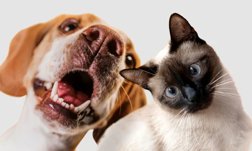 animale de companie freepik jpg