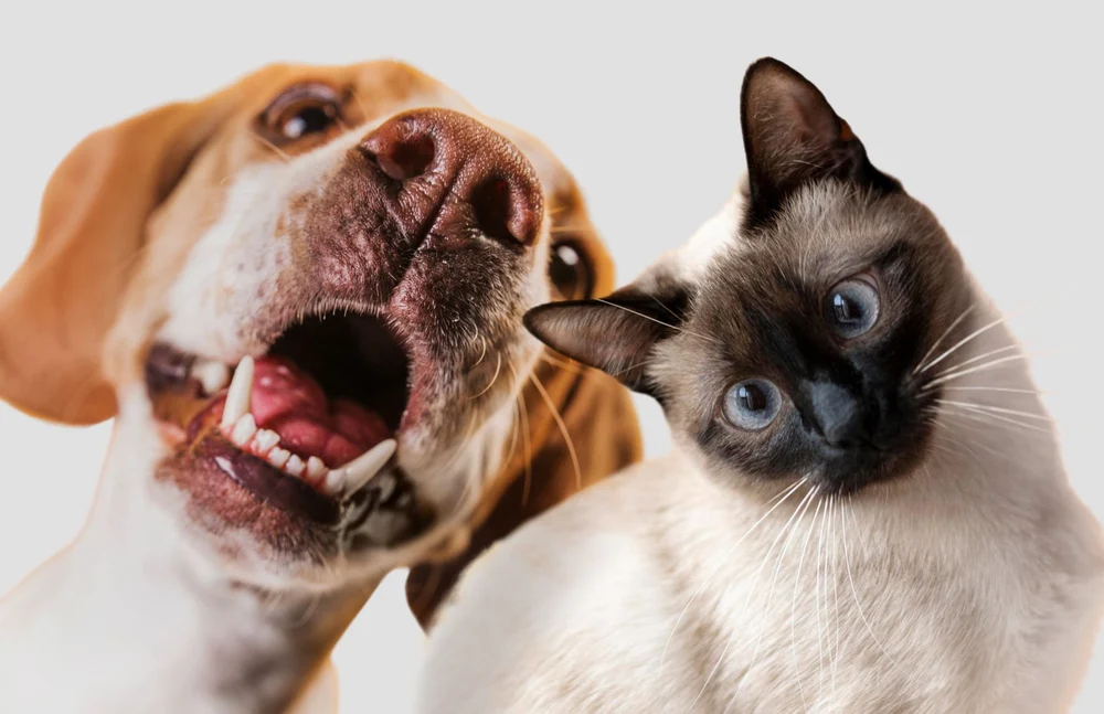 Ce este „decalogul animalelor” pe care organizația Humane World for Animals îl vrea implementat în România