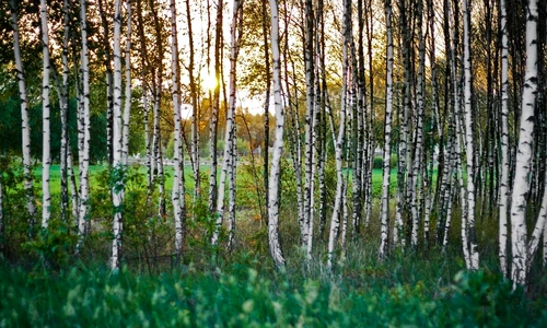 1 71665 original jpg jpeg