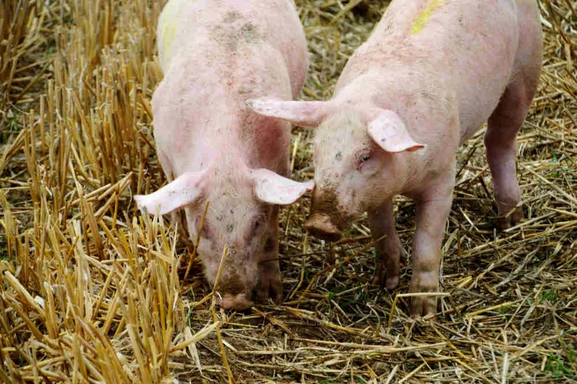 În abatoarele din Germania s-au îmbolnăvit de coronavirus sute de muncitori 