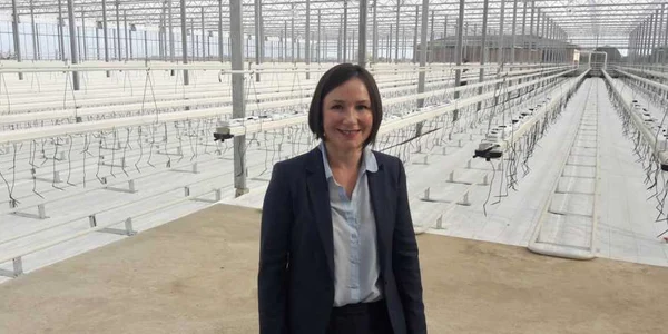 Cea mai modernă seră din România a fost construită de olandezi în judeţul Timiş FOTO Ş.Both