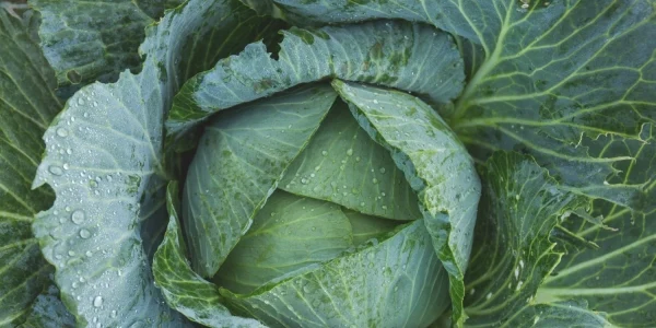 varza foto pexels
