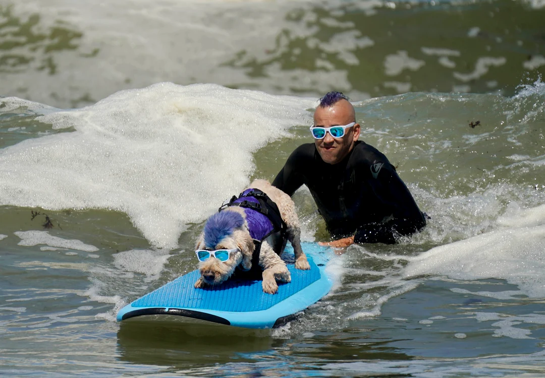 Derby California și stăpânul lui, la Campionatul Mondial de Surf Canin 2024