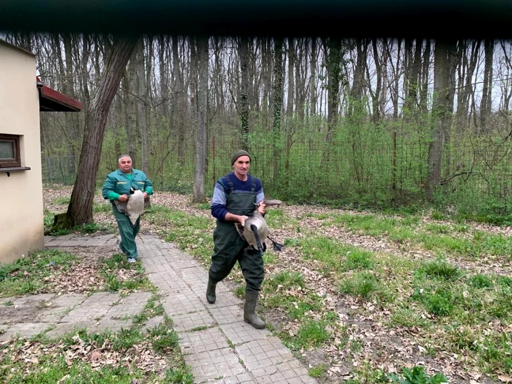 Grădina zoo Timişoara