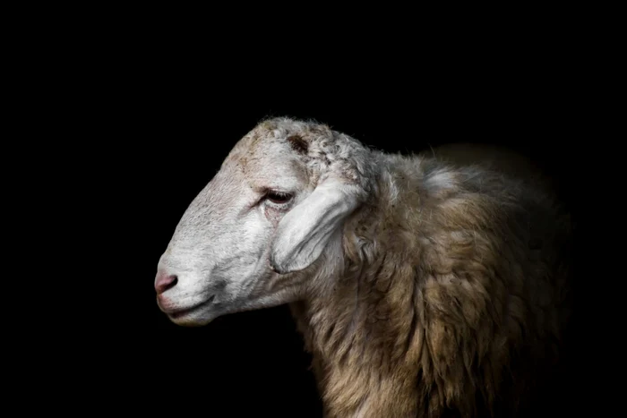 Oaia, un simbol al românilor, după cum au afirmat atât ministrul Turismului, Mircea Dobre, cât şi ministrul Agriculturii, Petre Daea FOTO 123RF