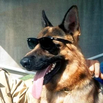 Cainele Gunther  jpeg
