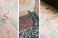 colaj serpi bucuresti jpg