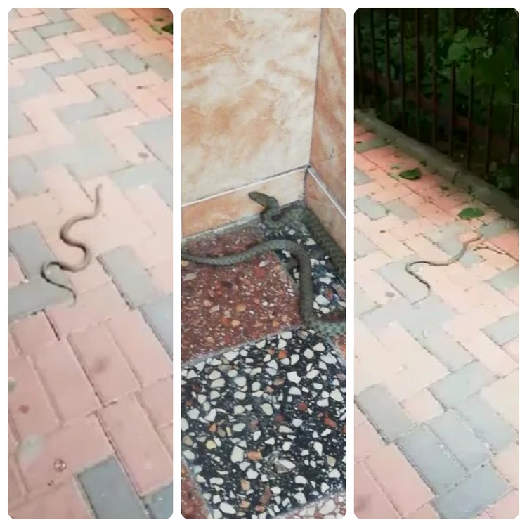 Un șarpe de 1 metru a fost surprins de un cetățean din sectorul 3 al Capitalei