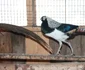 zoo bistrita 3