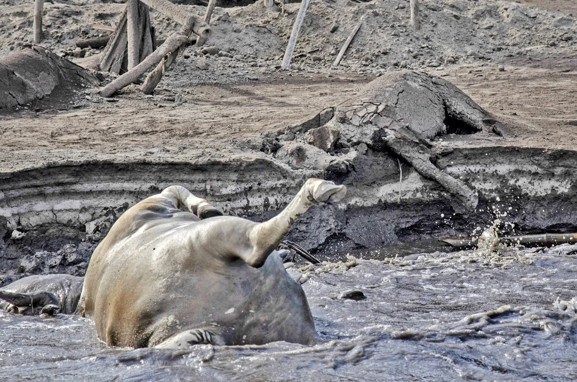 Mii de animale  au murit în chinuri  după erupţia lui Taal,  de pe insula Luzon