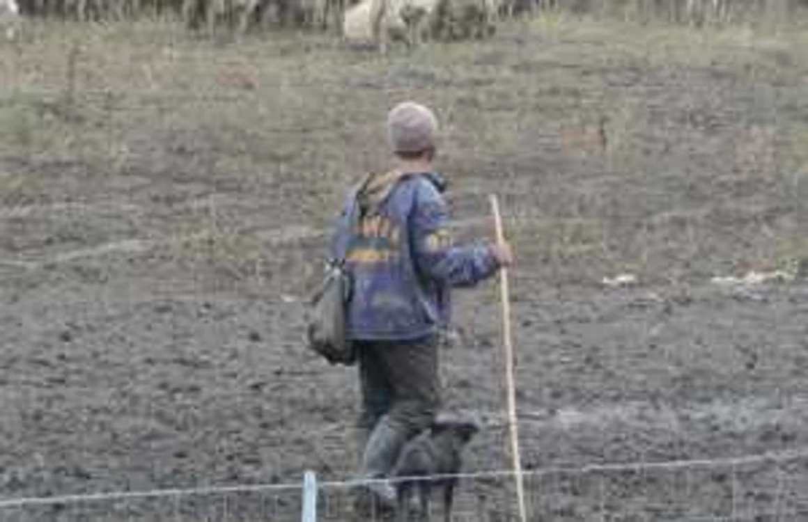 Îngrijitorul de animale a fost atacat când se afla cu turma la păscut Foto:Arhivă Adevărul