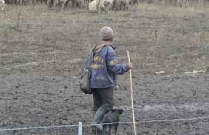 Îngrijitorul de animale a fost atacat când se afla cu turma la păscut Foto:Arhivă Adevărul