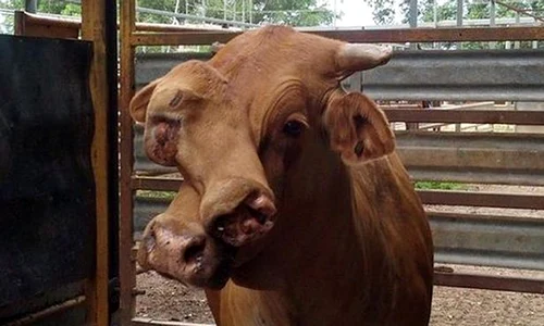 Mutația genetică nu afectează calitatea cărnii, cred proprietarii abatorului care l a cumpărat jpeg