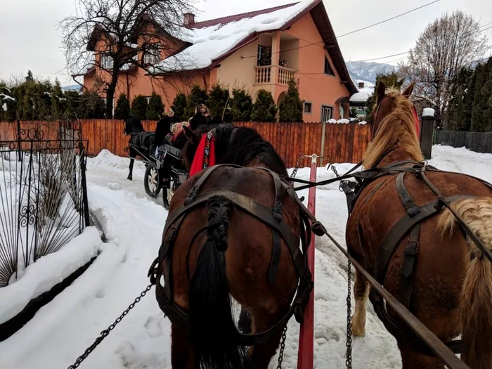 sezatoare bistrita 1