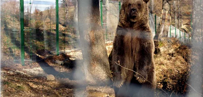 Un urs a atacat ieri trei persoane în Pietroşiţa, iar una dintre ele şi-a pierdut viaţa FOTO Mediafax