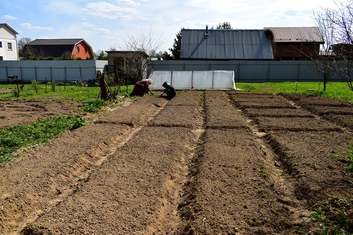 Legume de plantat în aprilie Foto: Shutterstock 