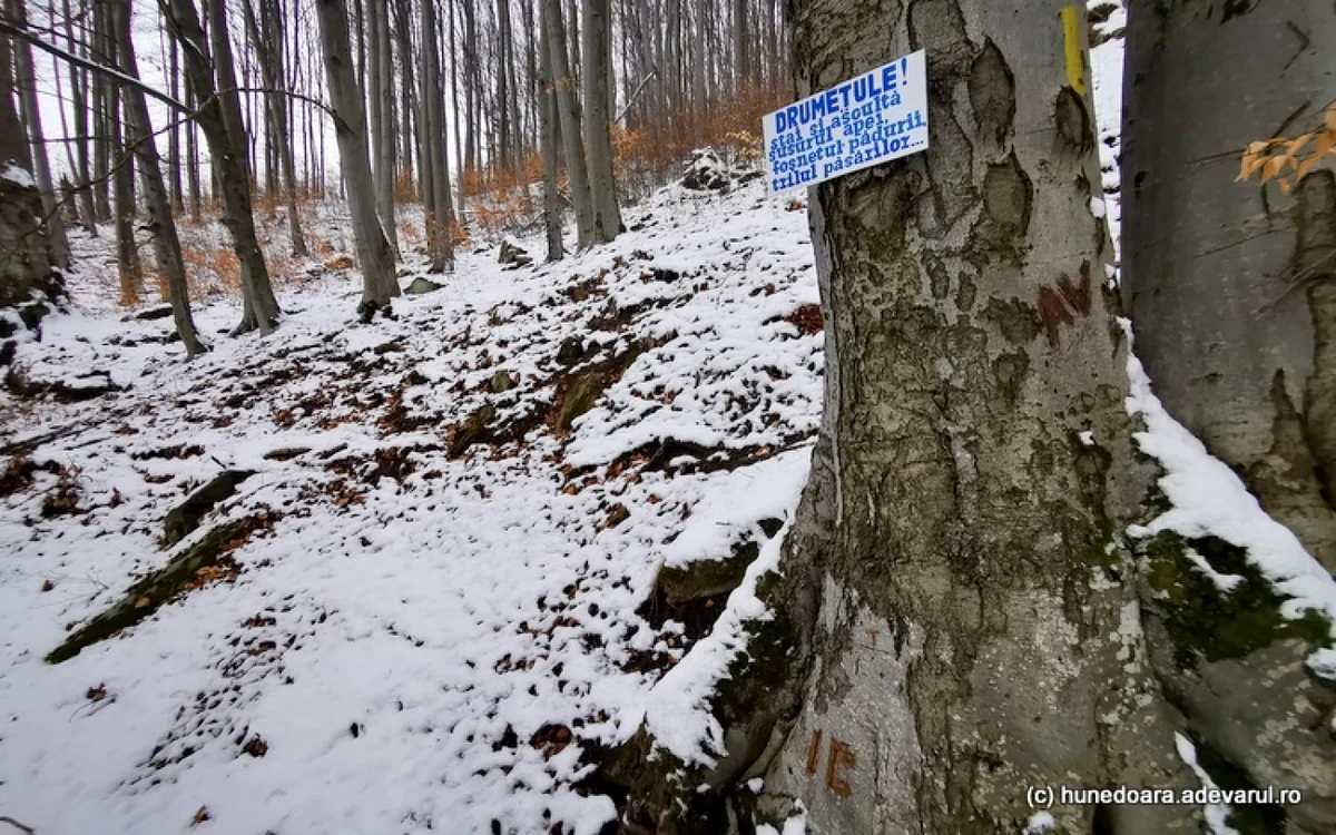 Pădure. Foto: Daniel Guţă. ADEVĂRUL