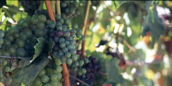 Viticultorii şi vinicultorii vor fi premiaţi cu acordarea titlului de cavaler