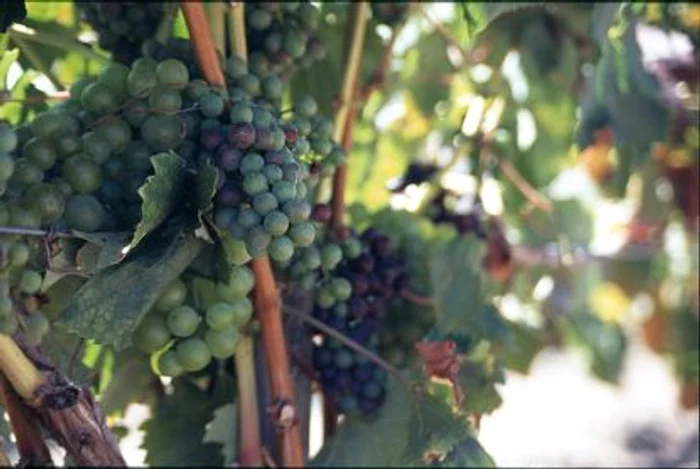 Viticultorii şi vinicultorii vor fi premiaţi cu acordarea titlului de cavaler
