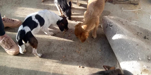 Zeci de animale crescute în condiții improprii, în Dâmbovița. FOTO Bianca Raluca / Facebook