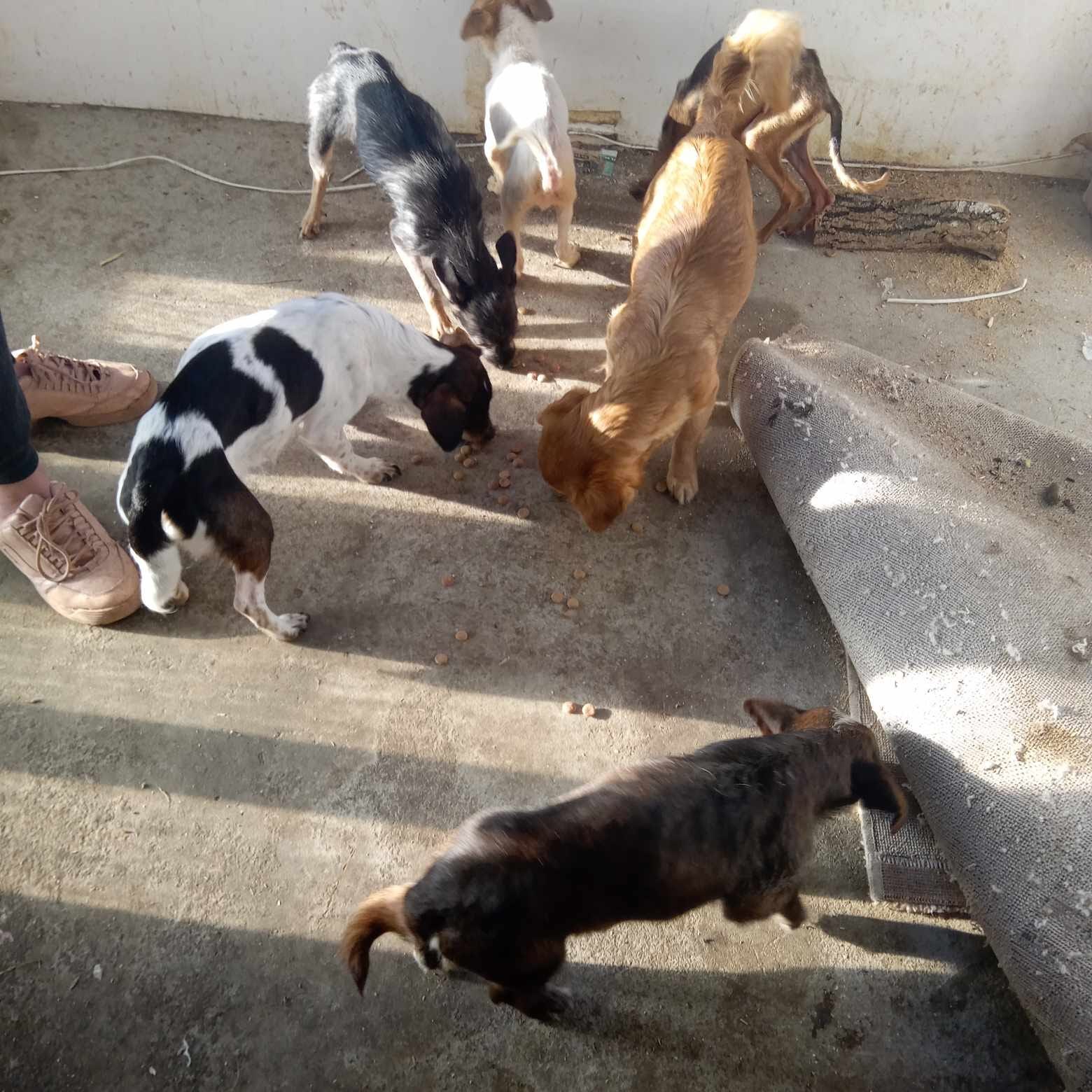 Femeia care creștea zeci de câini și pisici a primit amendă uriașă, condiții inumane