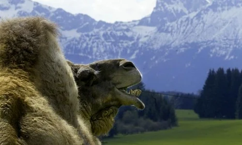 Romanii foloseau cămile în nordul Europei jpeg