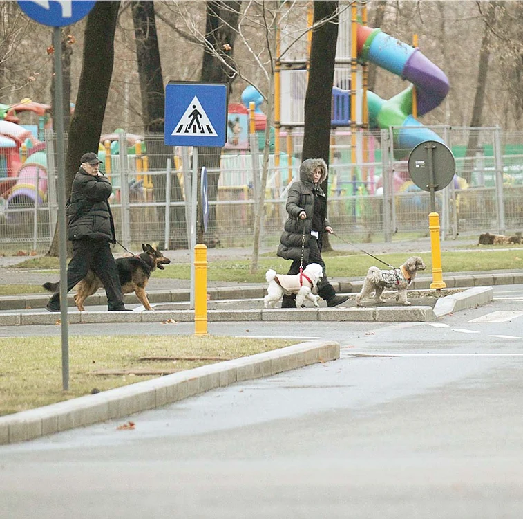 Ianuarie 2013: Octavian Bellu şi Mariana Bitang, surprinşi la plimbare cu cei trei căţei ai familiei, în iarna anului trecut