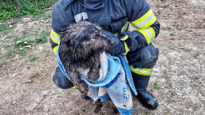 Cățelușa salvată duminică de pompieri. Foto: ISU Argeș.
