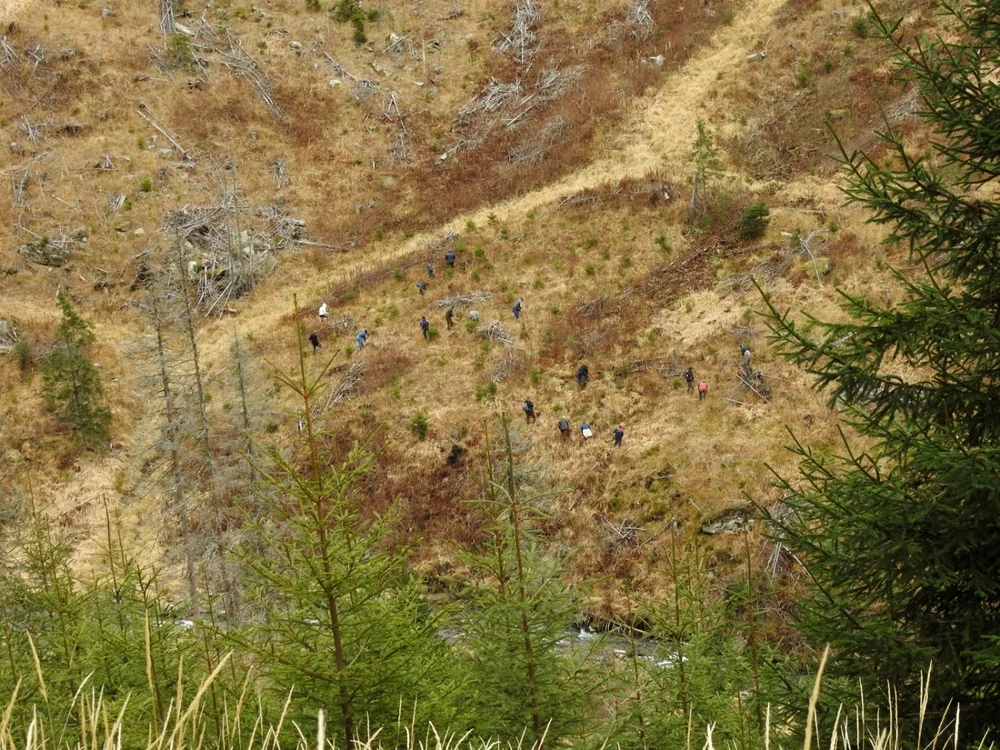 Anul trecut au fost plantaţi 375.000 de puieţi FOTO: Ionuţ Creţu