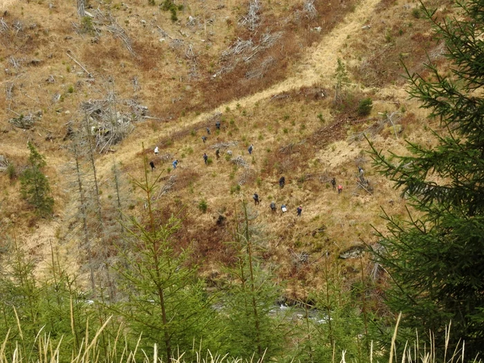 Anul trecut au fost plantaţi 375.000 de puieţi FOTO: Ionuţ Creţu