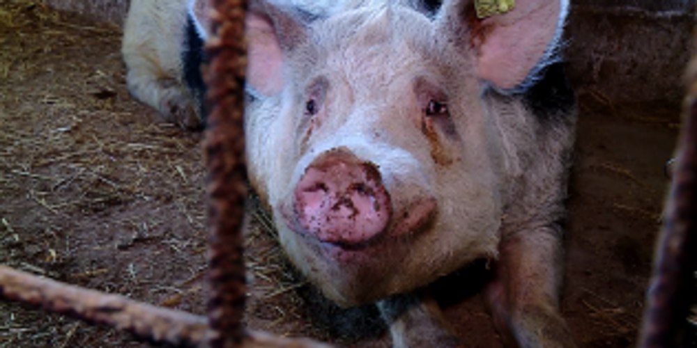 Pericolul pestei porcine africane se reaprinde. Focar nou într-o gospodărie din Olt. Interdicții și la vecinii bulgari