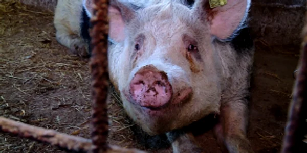 barbat mancat de porci