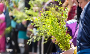 Traditii de Florii jpg