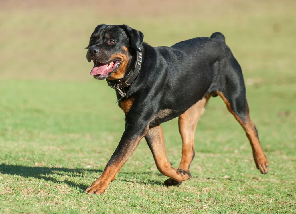 
    Rotweiller, un câine folosit adesea pentru paza locuinţelor  
