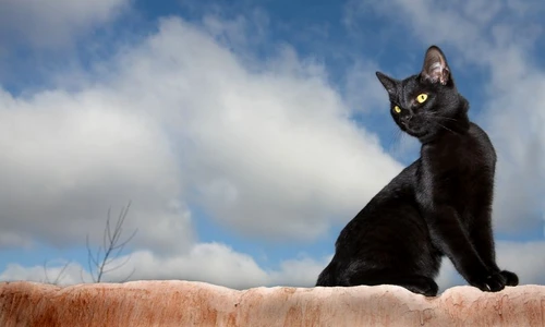 superstiţii din popor jpeg