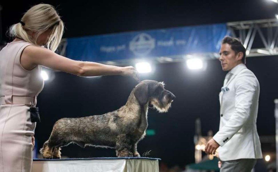 Concurs de frumuseţe pentru câinii de rasă „Valentine Dog Shows”, la Ploieşti