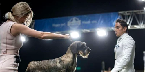 Valentine Dog Shows. FOTO Darja Gladkova / Facebook