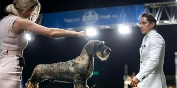 Valentine Dog Shows. FOTO Darja Gladkova / Facebook