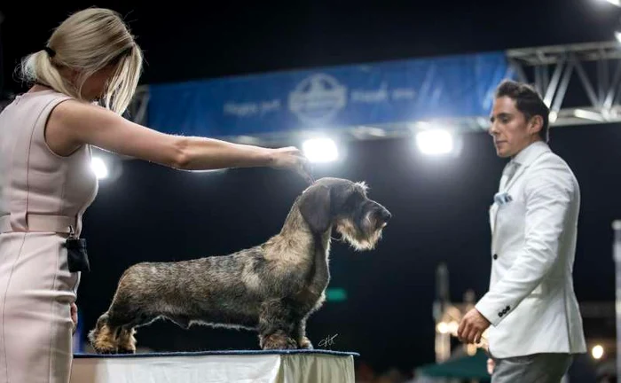 Valentine Dog Shows. FOTO Darja Gladkova / Facebook